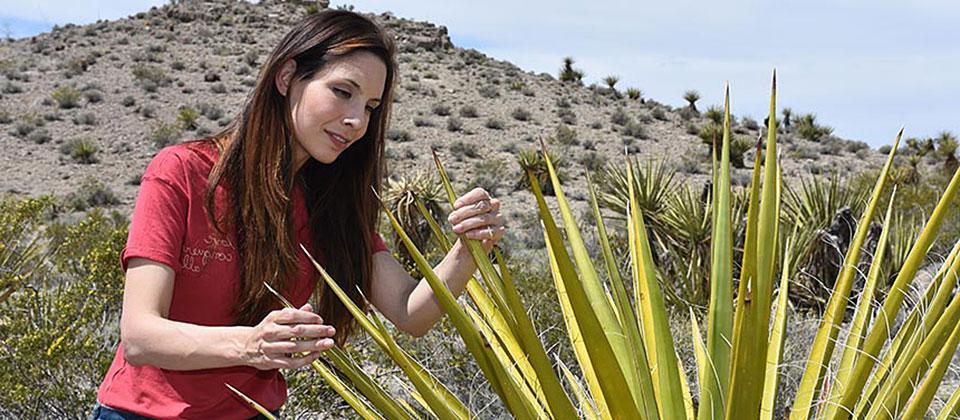 rebecca hernandez examines plants as part of her energy ecology work