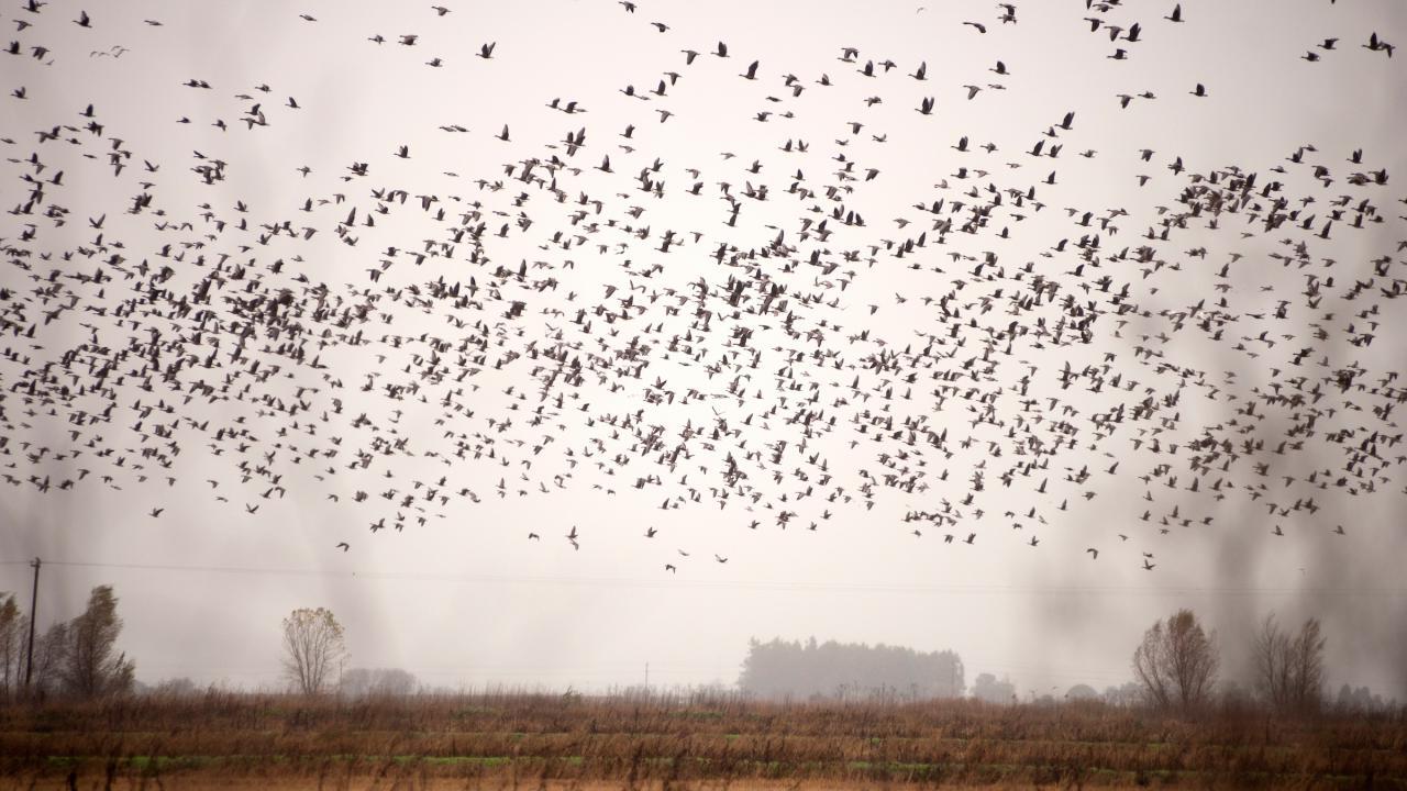 Birds take to the air during the sampling of the floodplain at the Cosumnes River Preserve of the delta on Wednesday December 5, 2012 in Galt, Ca. 