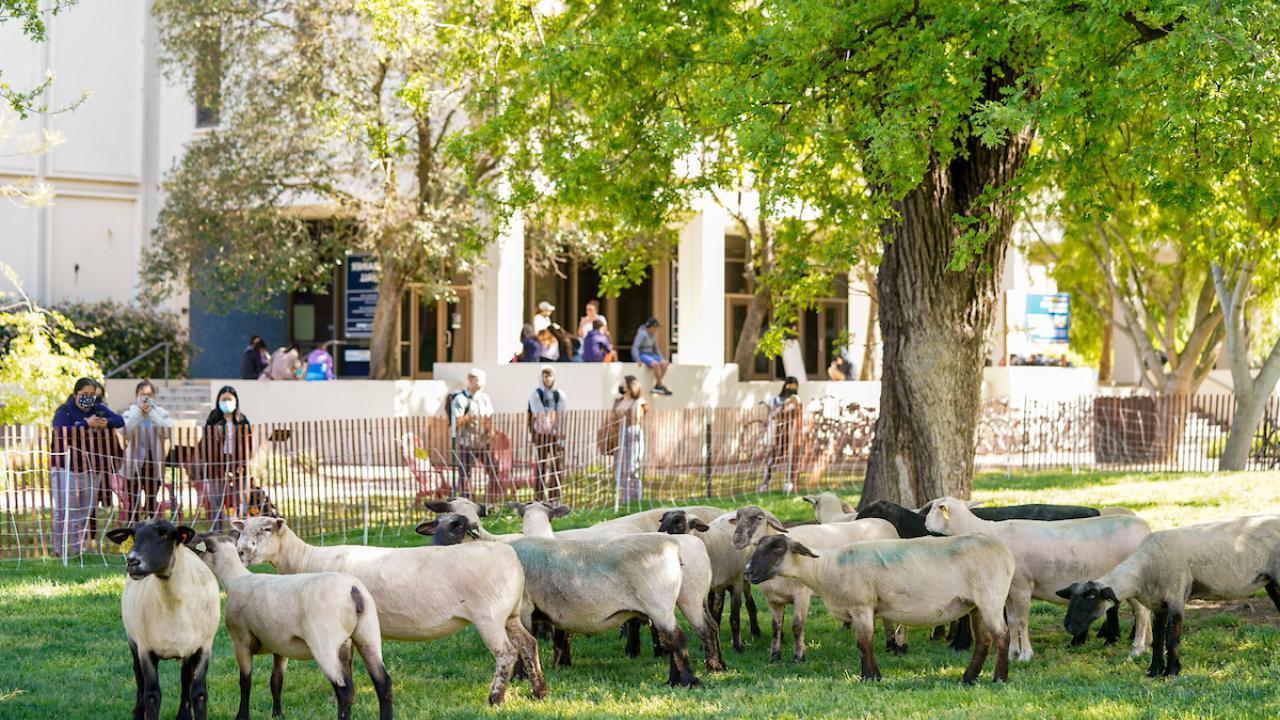 羊在amjs澳金沙门的草坪上吃草，学生们隔着栅栏往外看