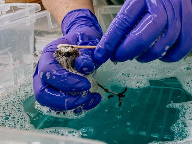 A small bird is being held over a tub of blue, soapy water and scrubbed with a Q-tip 