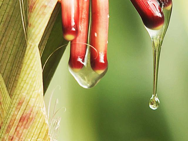 Sugar-rich mucilage, a gel-like substance found in an indigenous corn from the Sierra Mixe region, drips from aerial corn roots.