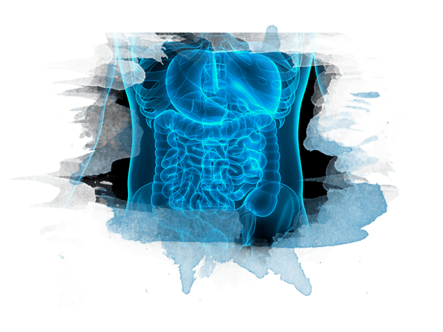 Internal view of human digestive organs