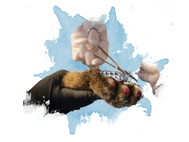 一位兽医的手在一只美洲狮烧伤的爪子上涂上了一层talapia皮