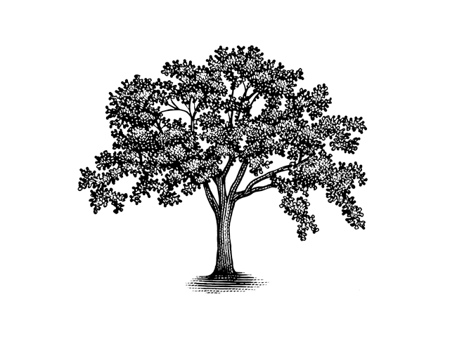 An illustration of an oak tree