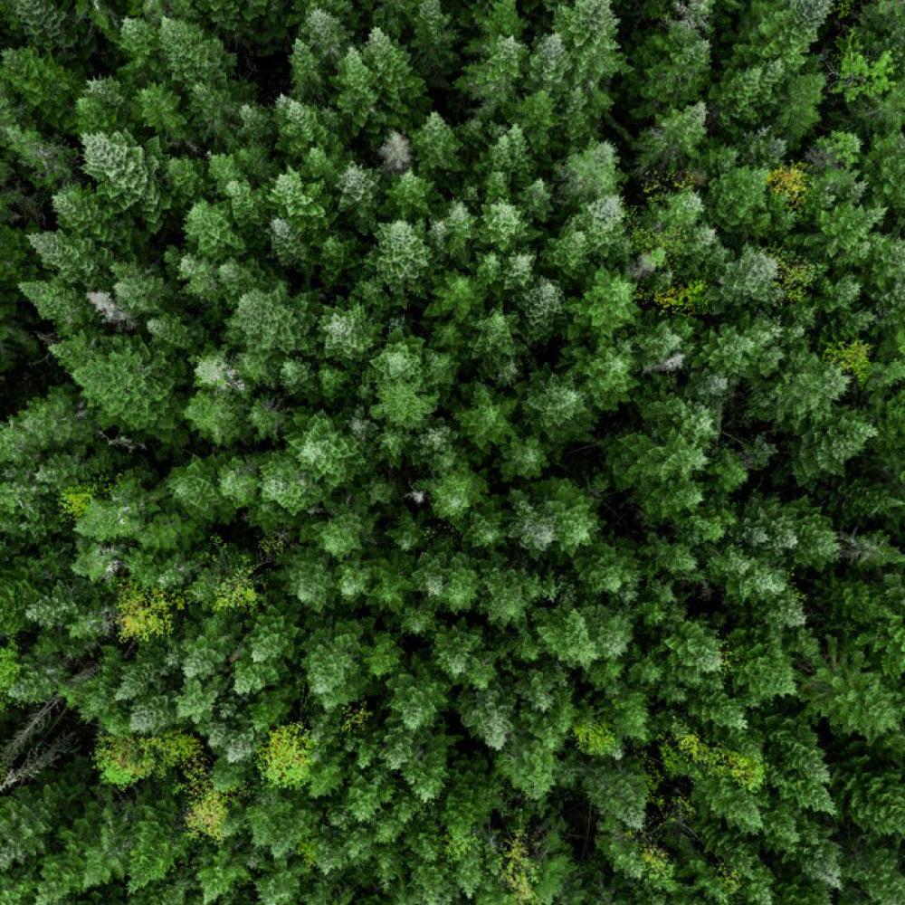 top view of trees in a forest