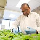 A brown-skinned man wearing a white lab coat and glasses stands over a tray of green seedlings. 