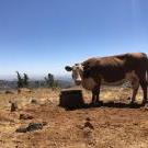 A cow at the Sierra Foothill Research and Extension Center in Browns Valley.