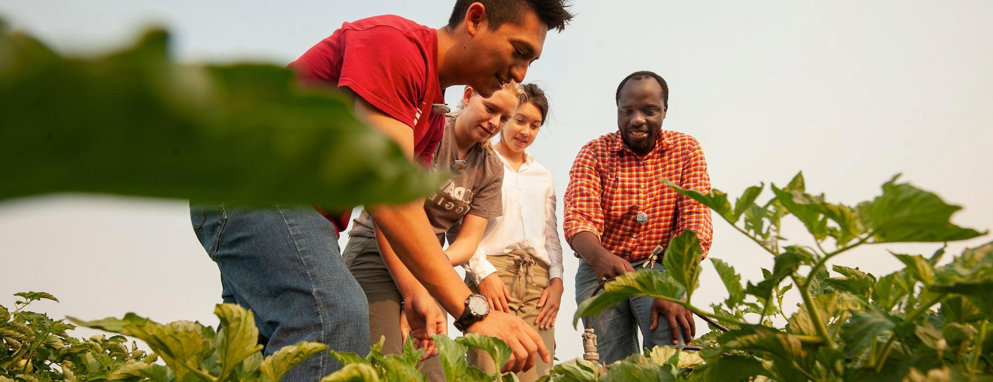 A professor gathers students to inspect crops