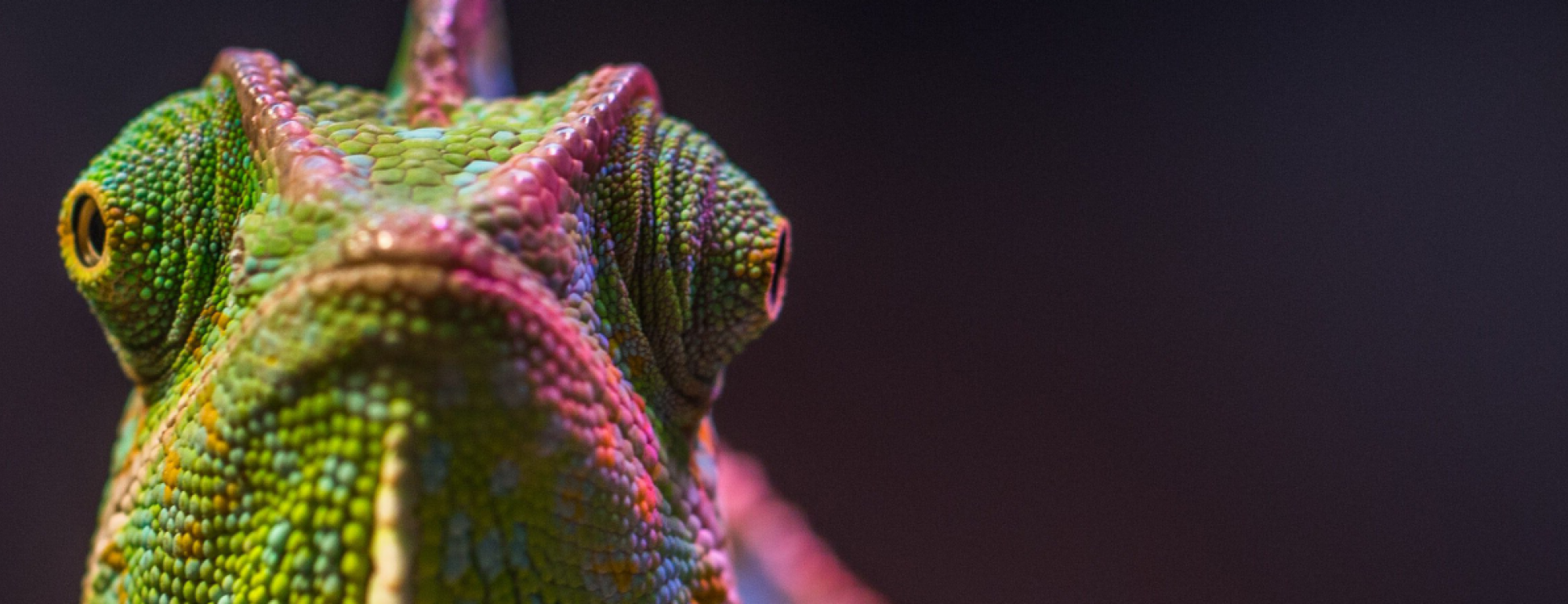 chameleon looking forward