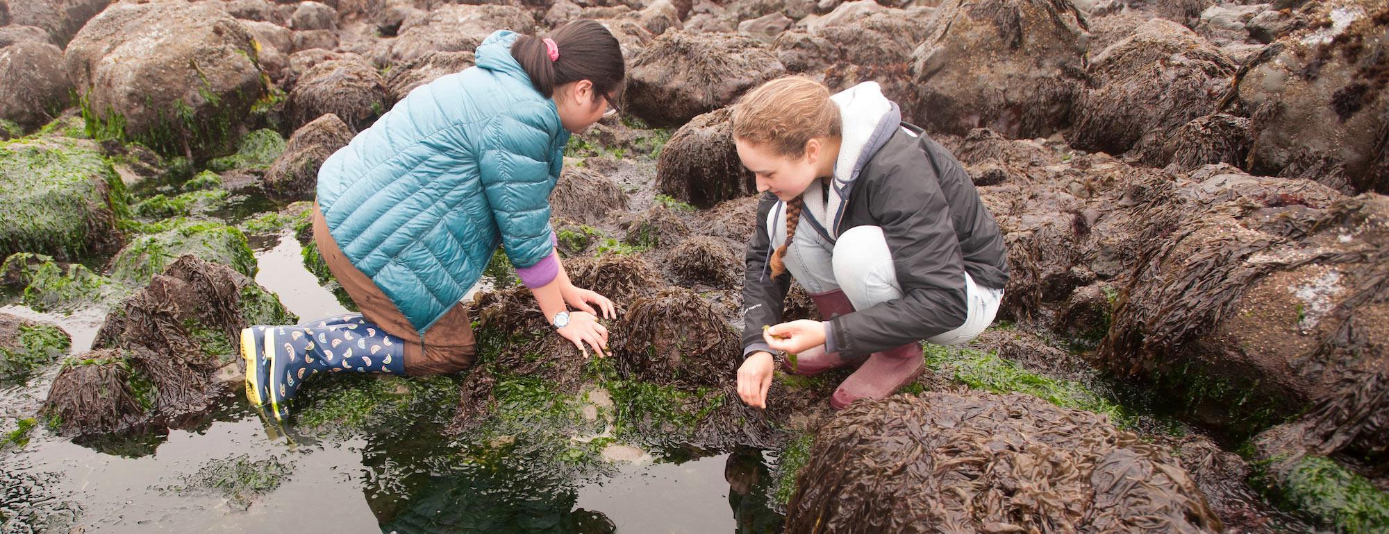 学生 examine a tidepool in Bodega Bay, Ca for signs of environmental degradation