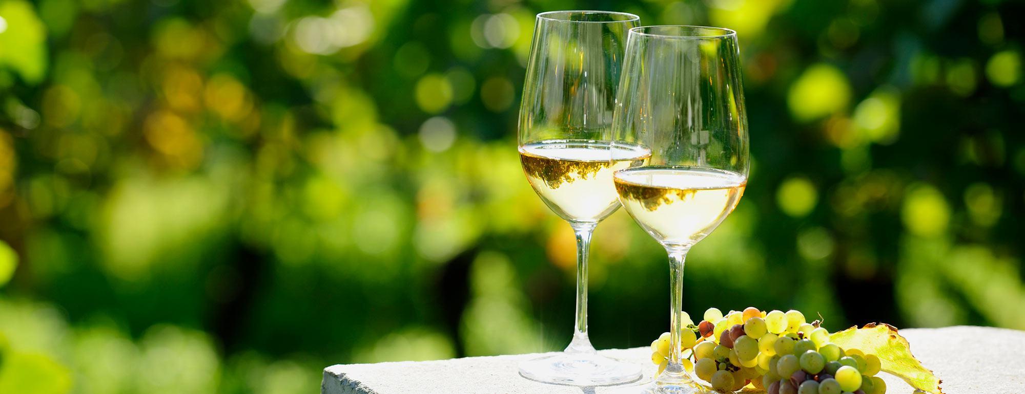 葡萄园前的桌子上，白葡萄旁边放着两杯白葡萄酒.
