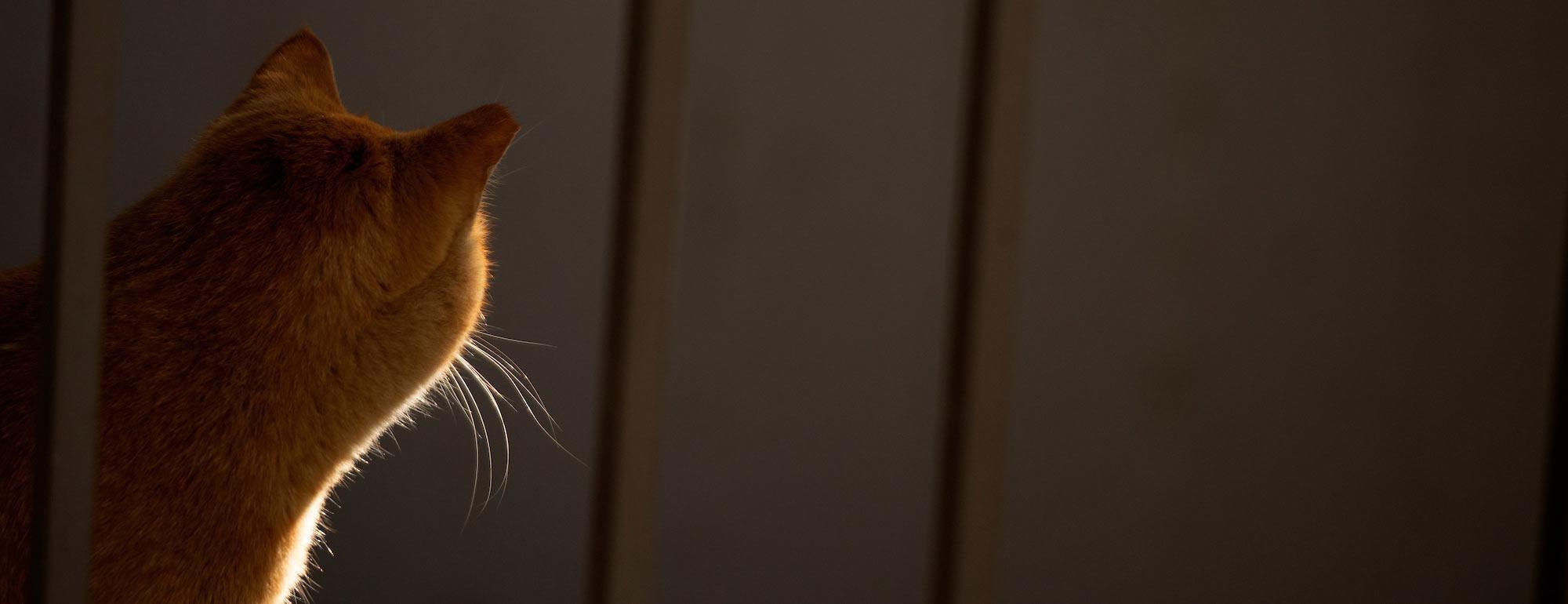 A view of a cat from the side with its fur catching the light