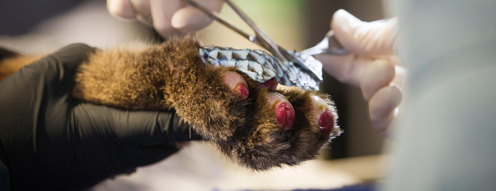 Tilapia skins behing applied to the burned foot of a mountain lion