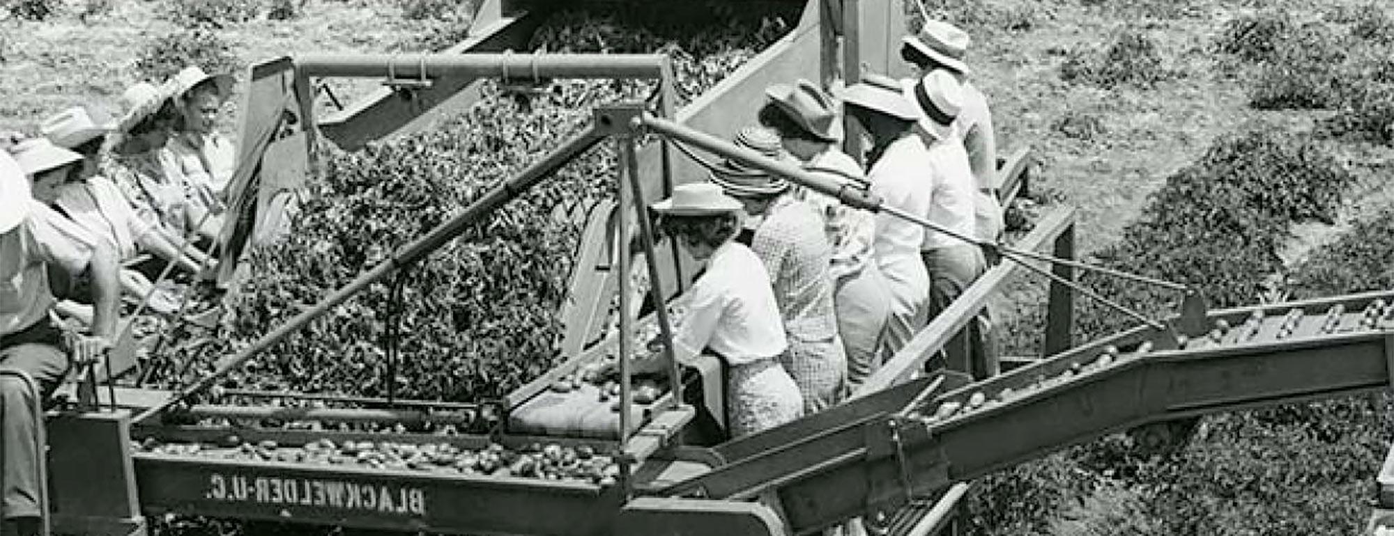 这是一张大约在上世纪中叶拍摄的历史照片，照片中的妇女戴着遮阳帽，在机械收割机的帮助下收割西红柿
