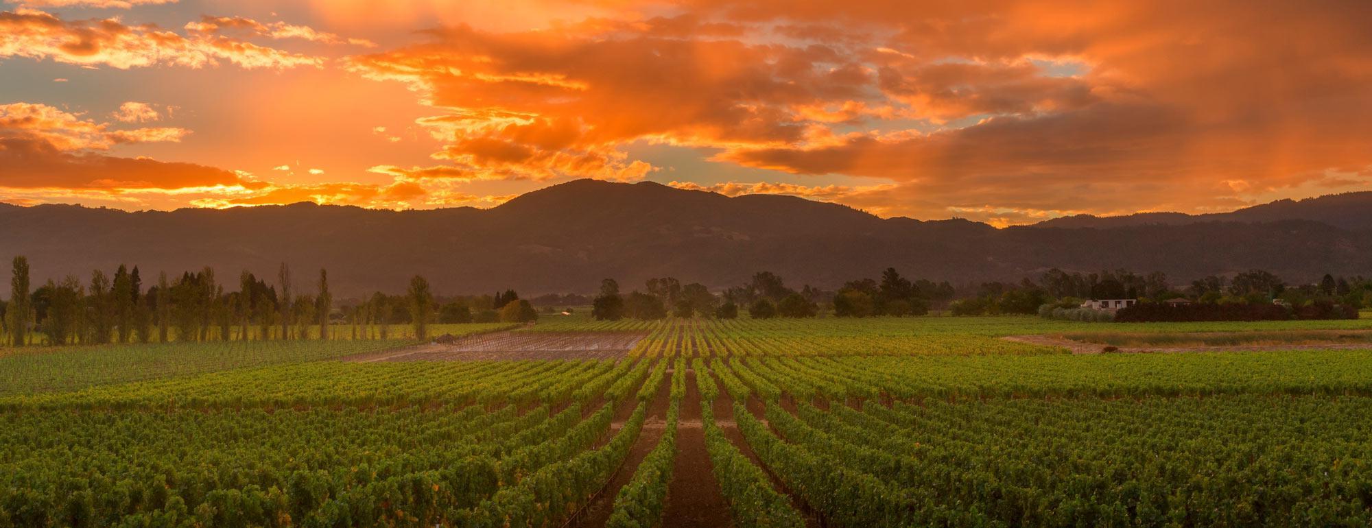 A panoramic view of Napa Valley
