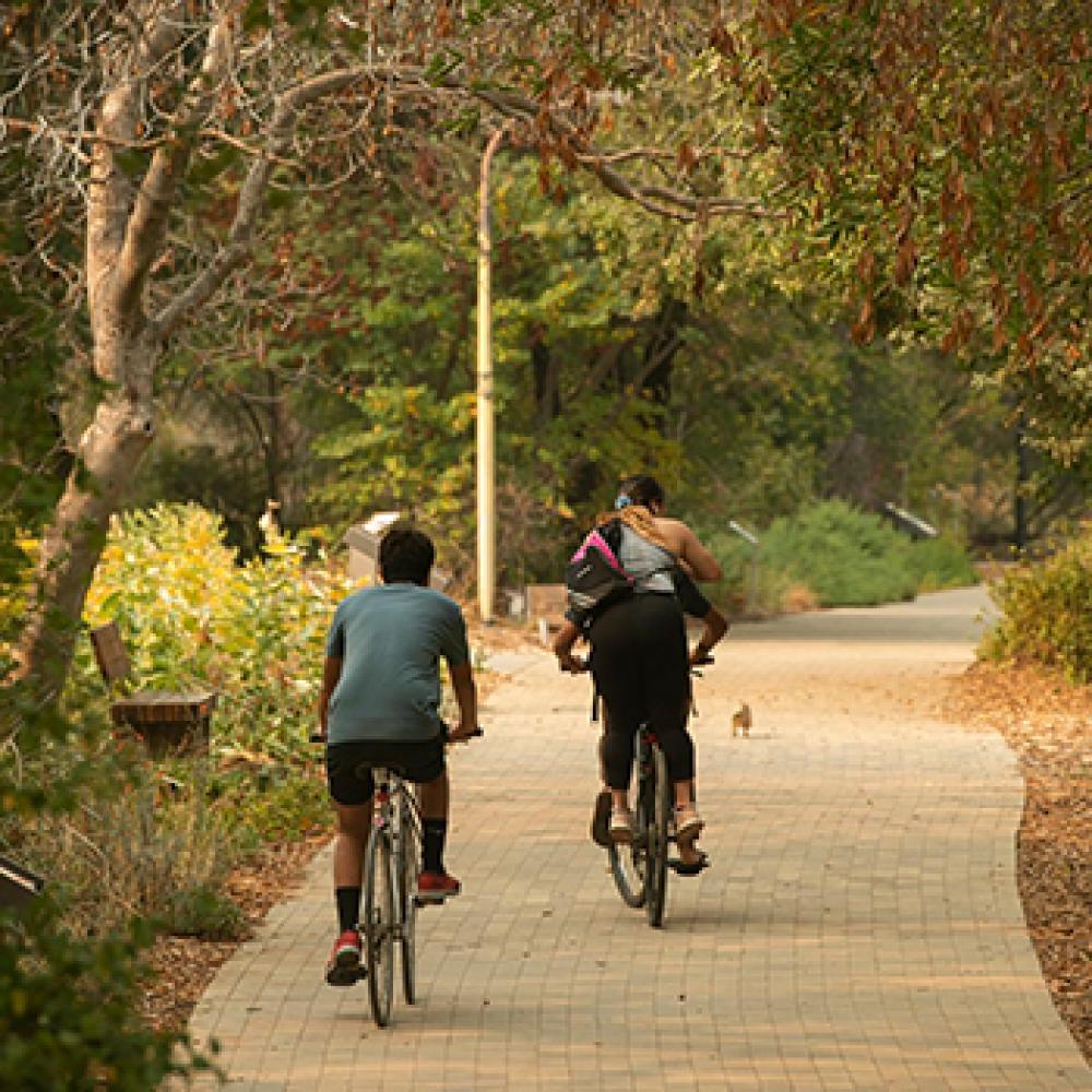 students bicycle together along the uc davis arboretum