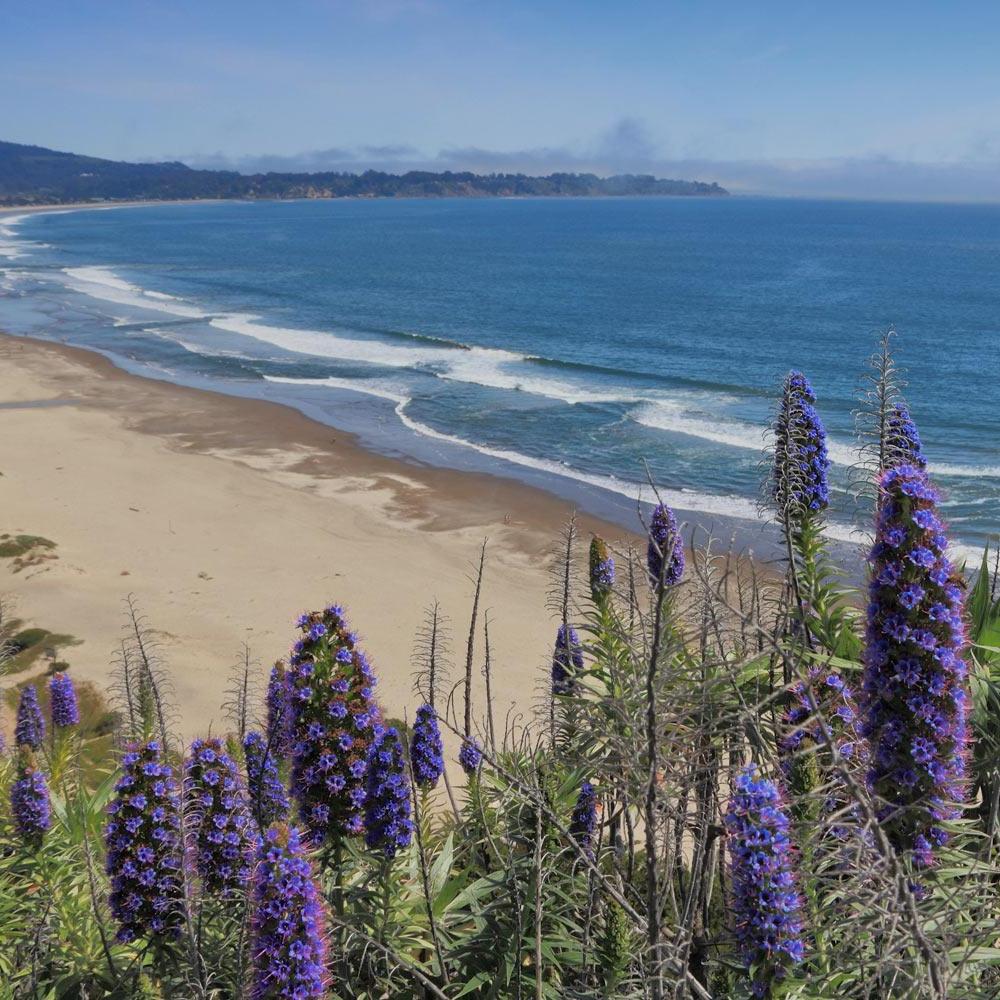 A birds eye view of Stinson Beach just north of San Francisco and an hour and forty-five minutes from Davis, ca