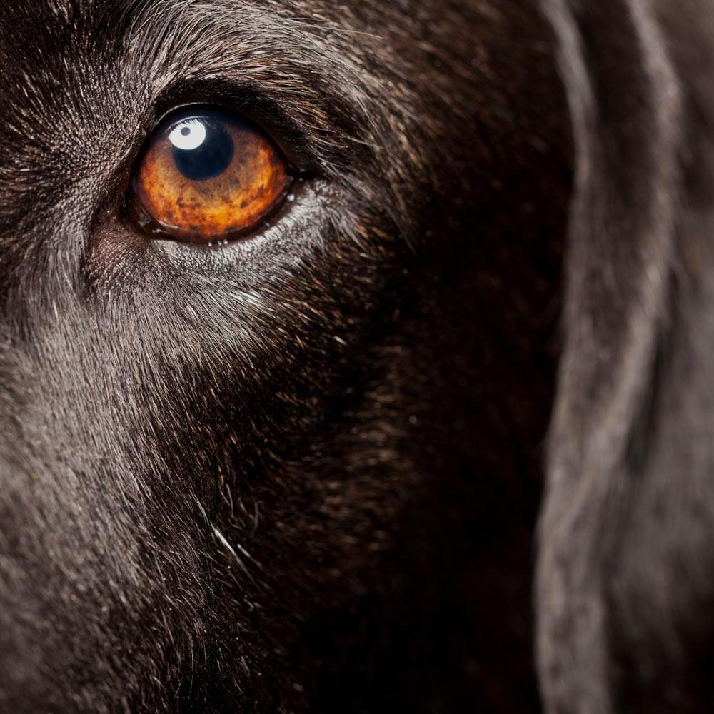 A close up of the eye of a chocolate lab
