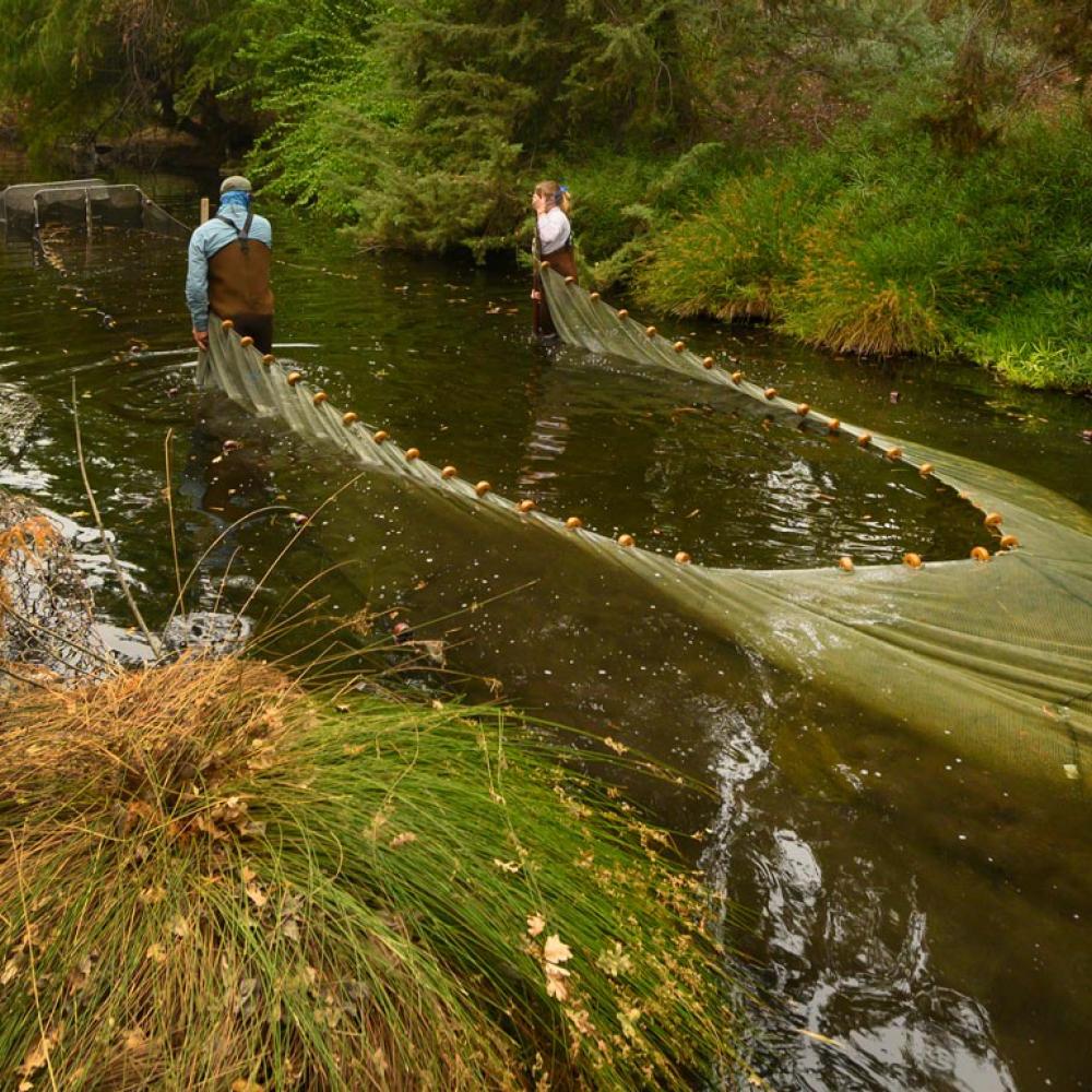在植物园水道西端的鲤鱼研究项目中，三名学生正在拉鱼网